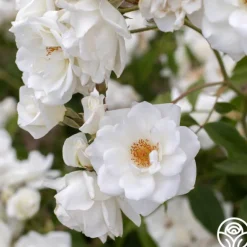 Heirloom Roses CL Iceberg Clearance