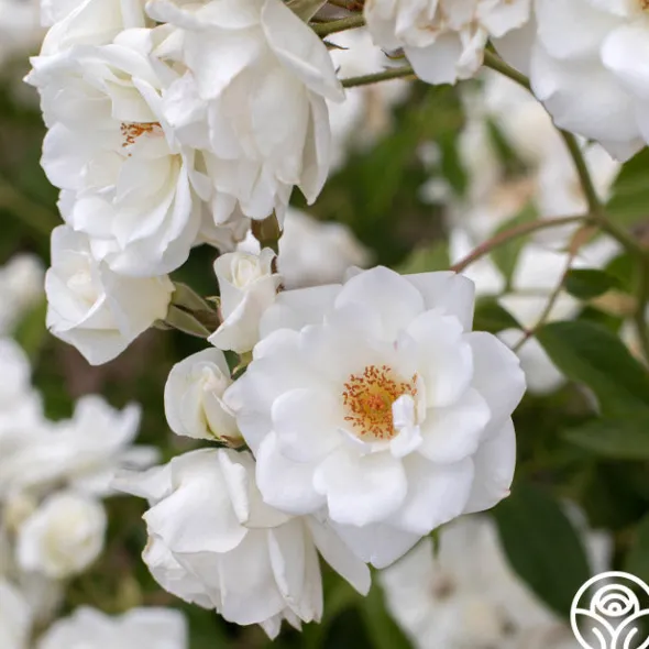 Heirloom Roses CL Iceberg Clearance
