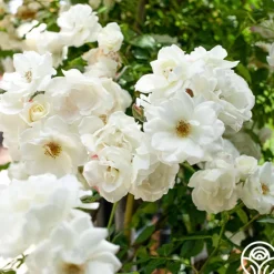 Heirloom Roses CL Iceberg Clearance