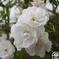 Heirloom Roses CL Iceberg Clearance