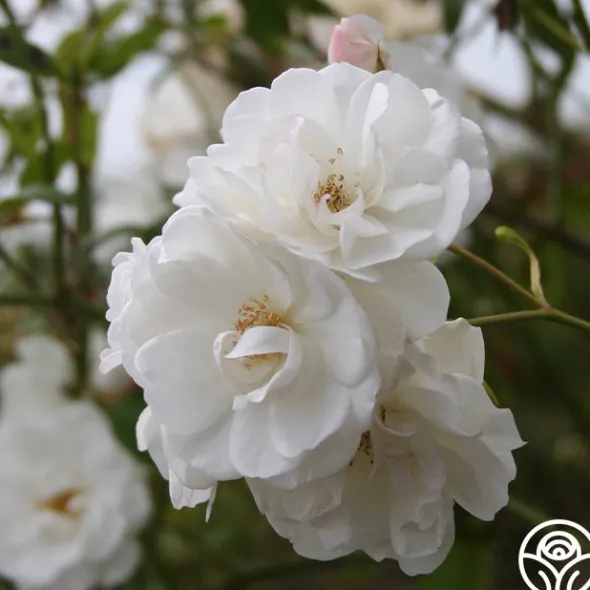 Heirloom Roses CL Iceberg Clearance