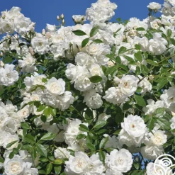 Heirloom Roses CL Iceberg Clearance