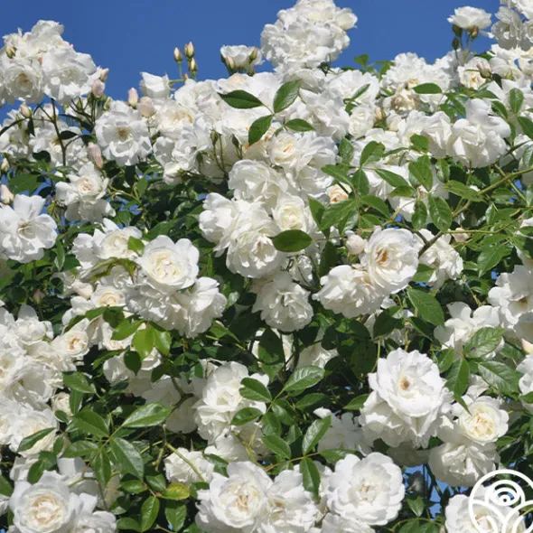 Heirloom Roses CL Iceberg Clearance