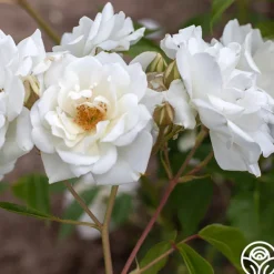 Heirloom Roses CL Iceberg Clearance