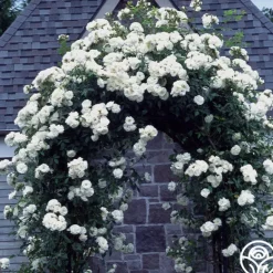 Heirloom Roses CL Iceberg Clearance