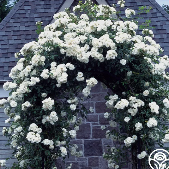 Heirloom Roses CL Iceberg Clearance