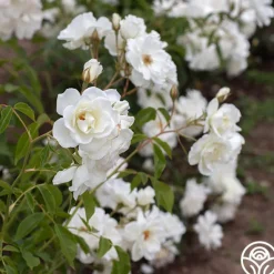 Heirloom Roses CL Iceberg Clearance