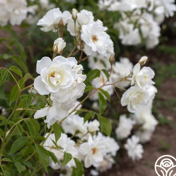 Heirloom Roses CL Iceberg Clearance