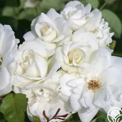 Heirloom Roses CL Iceberg Clearance