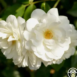 Heirloom Roses CL Iceberg Clearance