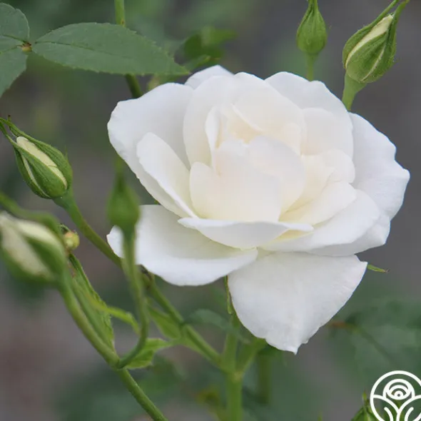 Heirloom Roses CL Iceberg Clearance