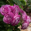 Heirloom Roses CL Lavender Crush™