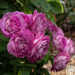 Heirloom Roses CL Lavender Crush™