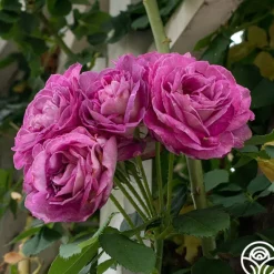 Heirloom Roses CL Lavender Crush™