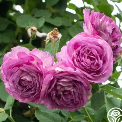 Heirloom Roses CL Lavender Crush™