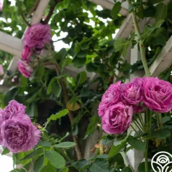 Heirloom Roses CL Lavender Crush™