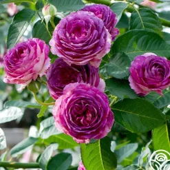 Heirloom Roses CL Lavender Crush™