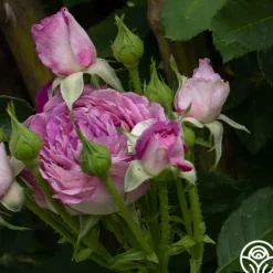 Heirloom Roses CL Lavender Crush™