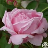 Heirloom Roses CL Mme Caroline Testout Clearance