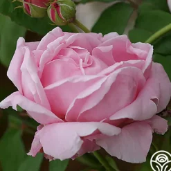 Heirloom Roses CL Mme Caroline Testout Clearance