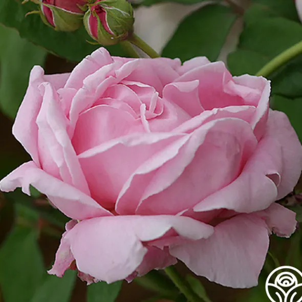 Heirloom Roses CL Mme Caroline Testout Clearance
