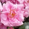Heirloom Roses CL Pinkie Best