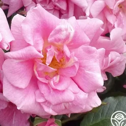 Heirloom Roses CL Pinkie Best