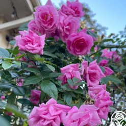 Heirloom Roses CL Pinkie Best