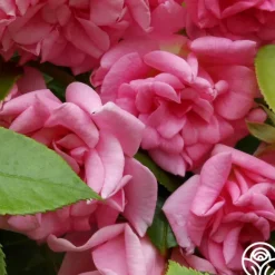Heirloom Roses CL Pinkie Best