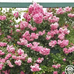 Heirloom Roses CL Pinkie Best