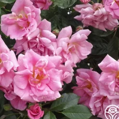 Heirloom Roses CL Pinkie Best