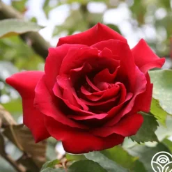 Heirloom Roses CL Étoile de Hollande New