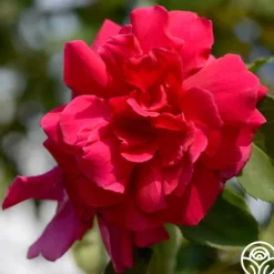 Heirloom Roses CL Étoile de Hollande New