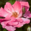 Heirloom Roses Clair Matin® Best