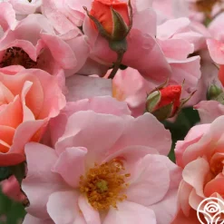 Heirloom Roses Clair Matin® Best