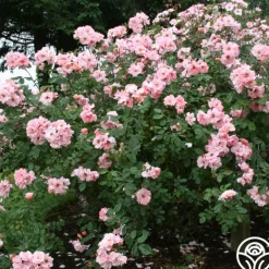 Heirloom Roses Clair Matin® Best