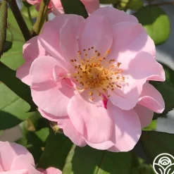 Heirloom Roses Clair Matin® Best