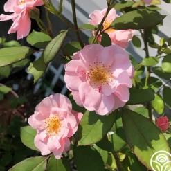 Heirloom Roses Clair Matin® Best