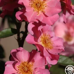 Heirloom Roses Clair Matin® Best