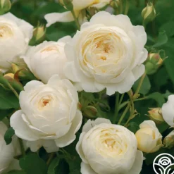 Heirloom Roses Claire Austin Outlet