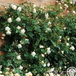 Heirloom Roses Claire Austin Outlet