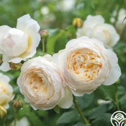 Heirloom Roses Claire Austin Outlet