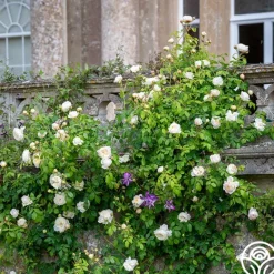 Heirloom Roses Claire Austin Outlet