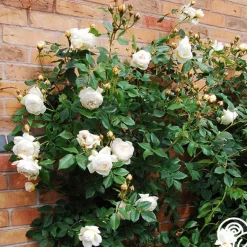 Heirloom Roses Claire Austin Outlet