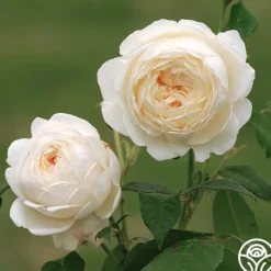 Heirloom Roses Claire Austin Outlet