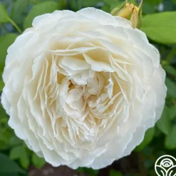 Heirloom Roses Claire Austin Outlet