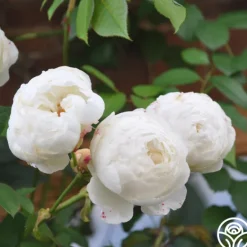 Heirloom Roses Claire Austin Outlet