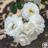 Heirloom Roses Cloud 10™ Discount
