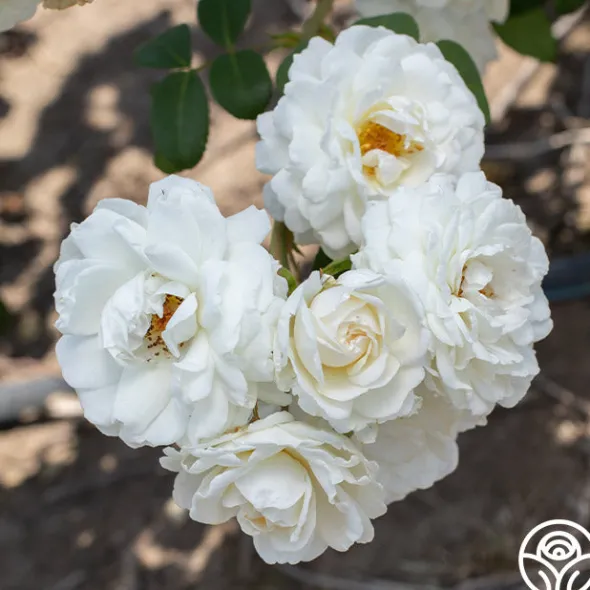 Heirloom Roses Cloud 10™ Discount