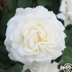 Heirloom Roses Cloud 10™ Discount